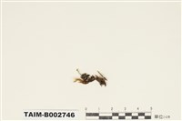 藏品(曲尾苔科)的圖片